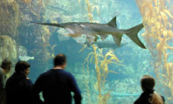 See the Paddlefish in the Musarium