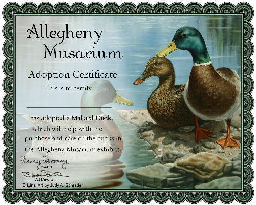 Mallard Duck Adoption Certificate